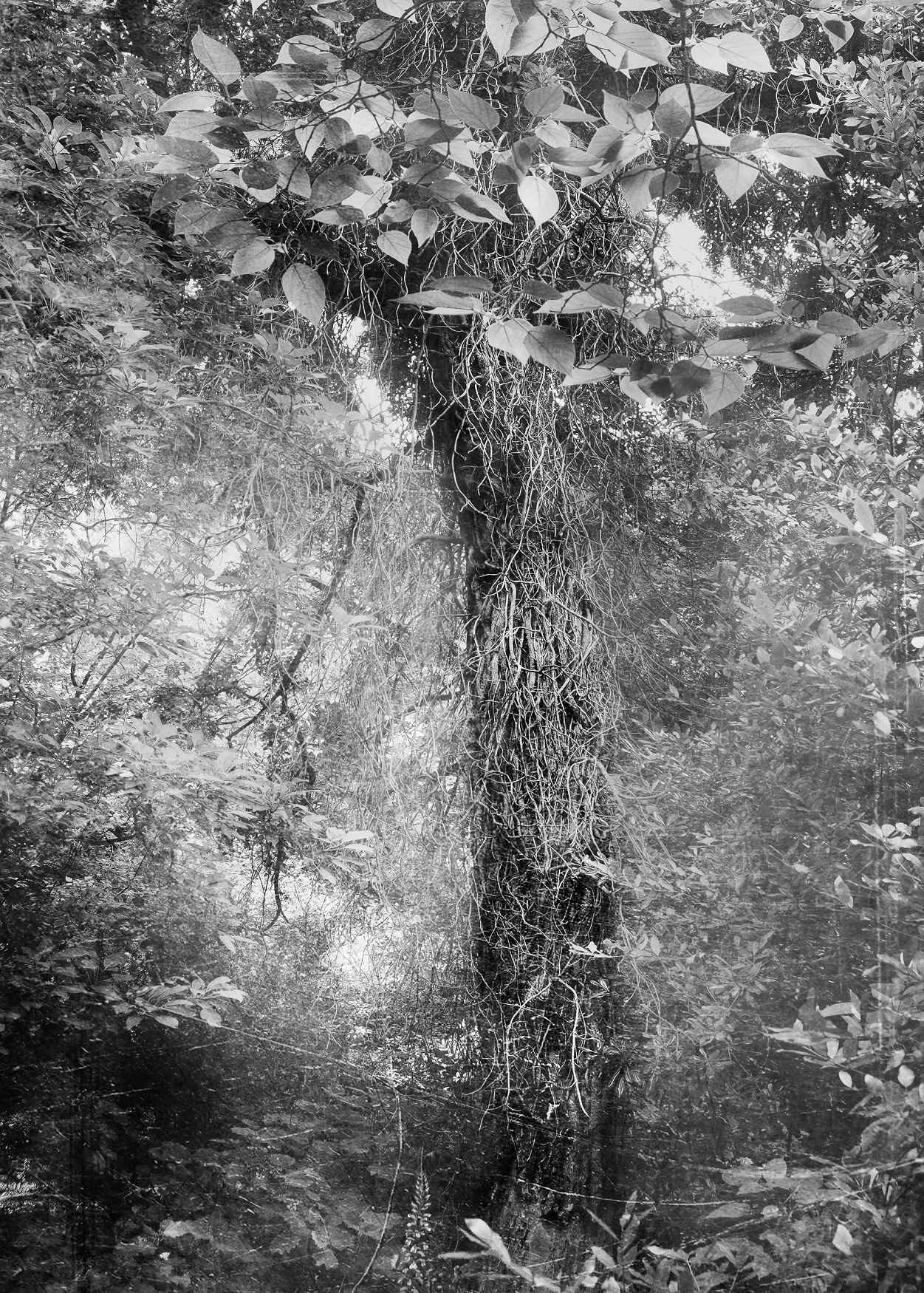 Έργο Wild Life - «Σταύρος Χαρισόπουλος: Common Factor» - 1