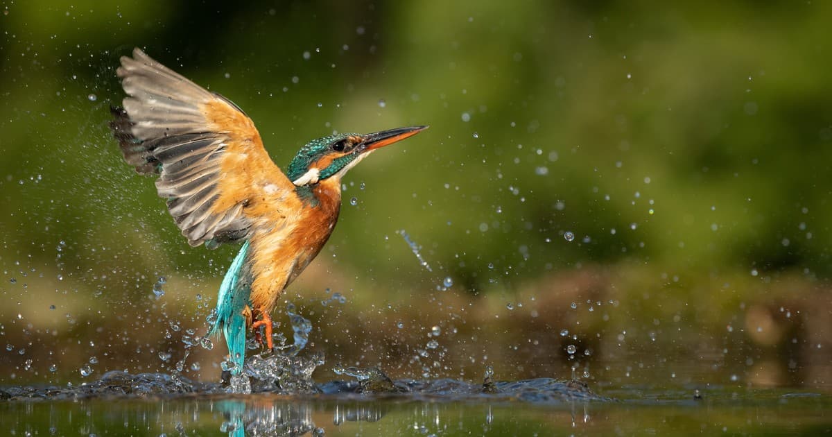πουλακι που παιζει με νερο σε λιμνη