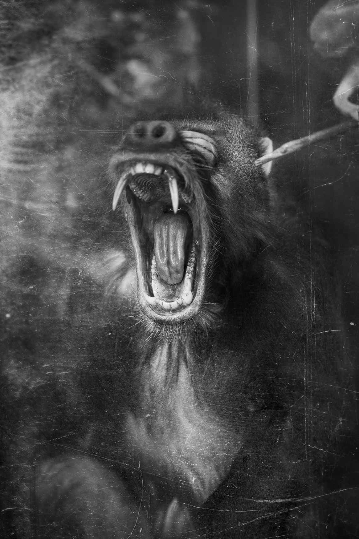 Έργο Wild Life - «Σταύρος Χαρισόπουλος: Common Factor» - 2